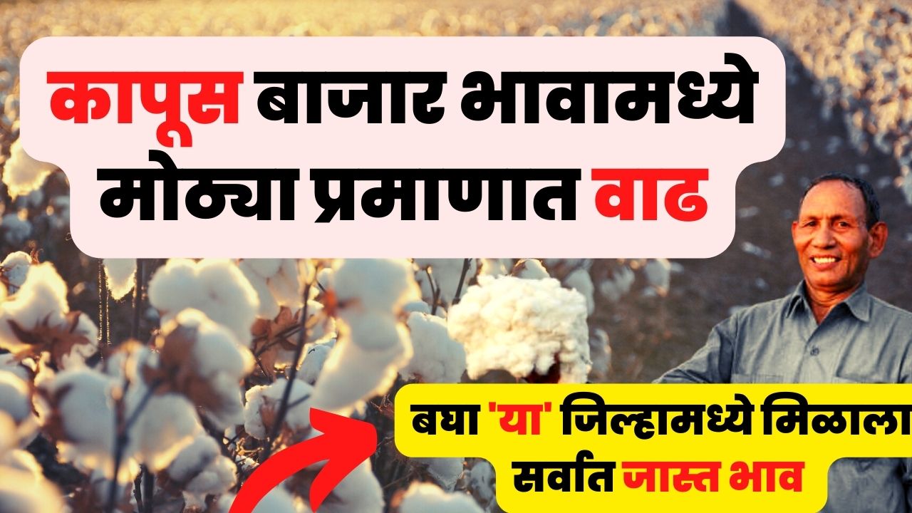  Cotton price 2023 | कापुस बाजारभावात वाढ या जिल्ह्यांना मिळणार सर्वात जास्त भाव वाढ दर.