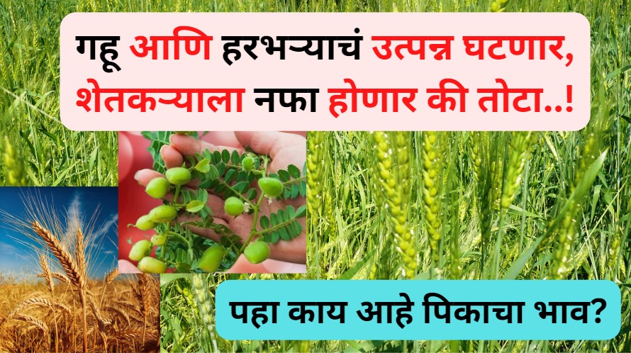  Farmers News 2023 | गहू आणि हरभऱ्याचं उत्पन्न घटणार, शेतकऱ्याला नफा होणार की तोटा.