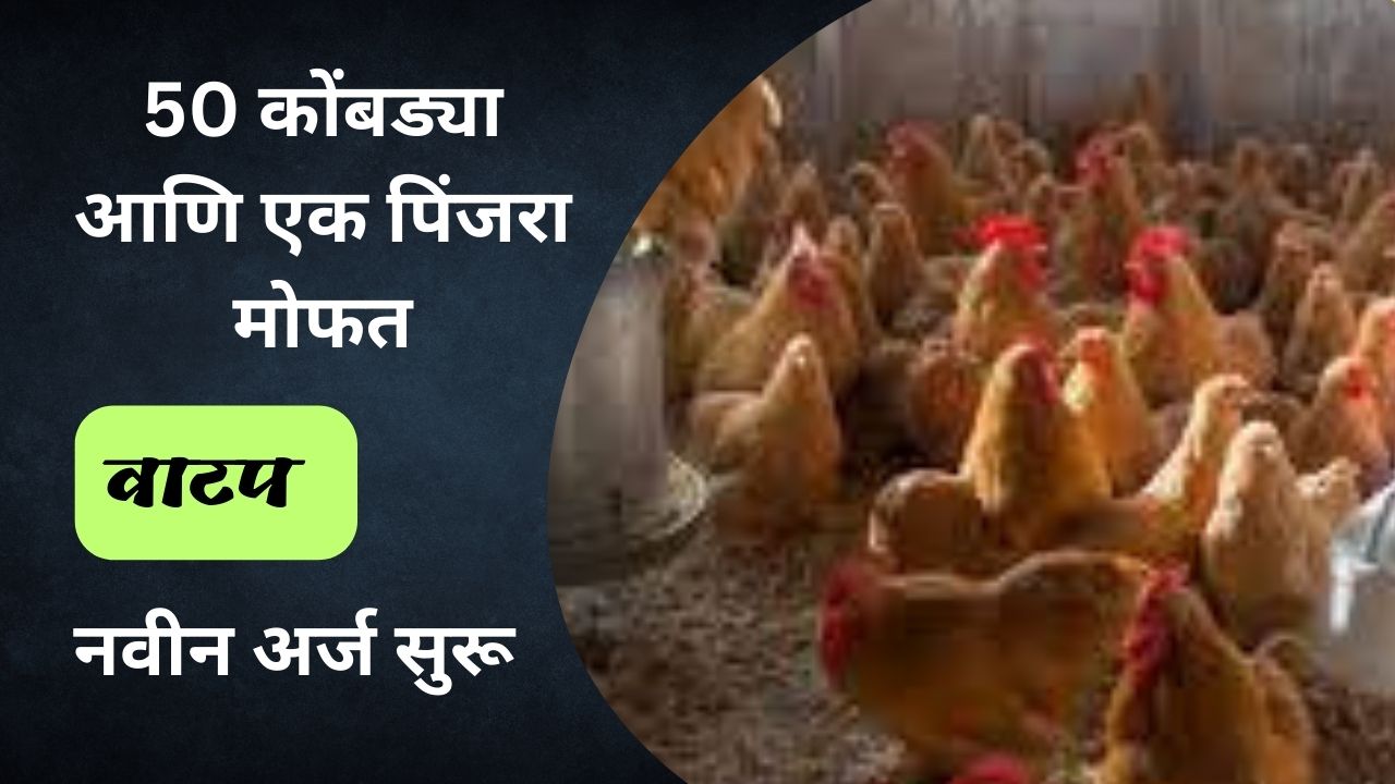 Poultry Farming Scheme 2023 | 50 कोंबड्या आणि एक पिंजरा मोफत वाटपासाठी नवीन अर्ज सुरू.